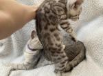 Bengal Scottish mix Profile