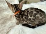 Brown Bengal Kitten Orange Collar Profile