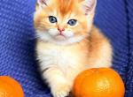 British Shorthair Golden Female Profile