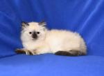 Zesty Kittens Profile