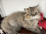 Jean Kittens Profile