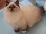 Seal mitted with blazes Profile