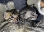 Zuri's litter Profile