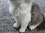 Blue White Persian Kitten Profile