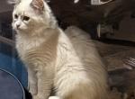 TICA Registered Ragdolls Profile