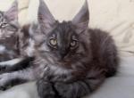 Smoke grey Female Profile