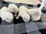 Rumi's Litter Ready June 16 Profile