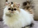 Persian female Profile