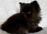 Female kitten Profile