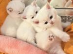 Flkitten1 3 white Profile