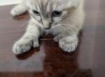 Polydactyl Siamese Profile