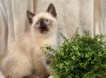 Adorable Siamese kitty Profile