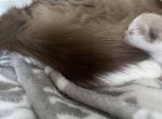 Cinnamon Profile