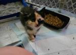 Free Kittens Profile