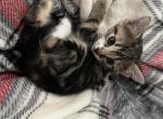 Loving cats looking for home Profile