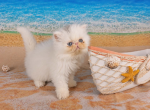 Sugar's Splash Profile