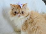 Purple Bow girl Profile