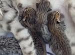 F3 SAVANNAH LITTER OF 4 Profile