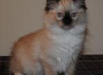 Phoebe Profile