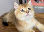 Goldy Profile