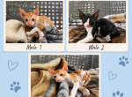 Austin TX Cornish Rex Kittens Profile