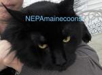 Stud Service NEPA Profile