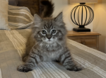 TICA Mink Ragdoll kittens Profile
