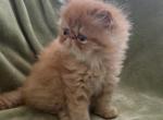 Cfa extreme red tabby male Profile