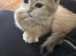 Purrsey Jr Profile