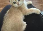 Purrsey Jr Profile