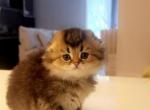Scottish Fold Kitten in NJ Profile