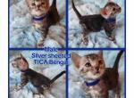 TICA registered Bengal male Profile