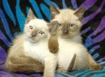 2 boy Siamese Kittens Profile