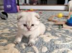 Scottish Fold Female kitten Profile