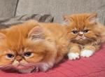 Miss Madea's babies Profile