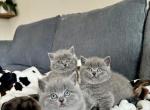 BSH Kittens Spring 26 Profile