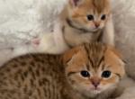 Scottish Fold Shorthair Gold Chinchilla Profile