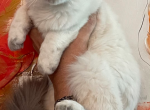 Swet Kittens Profile