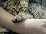 Brown Tabby Scottish Fold Female Profile