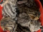Rosette Spotted Bengal Kittens Profile
