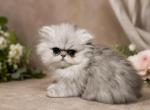 Chinchilla Persian Female Profile