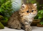 Tiger Persian Female Profile