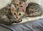 Savannah Lynx Profile