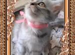Menew the Minuet Profile