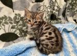 Bengal Savannah Profile
