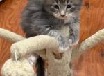 Dutchess's litter Profile