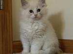 Smooch & Littermates Profile