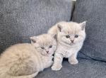Lilac British shorthair kittens Fall 26 Profile