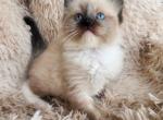 Ragdoll kittens registration available Profile