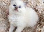 ragdoll kittens registration available Profile